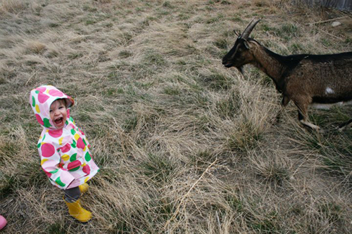Daugher gets acquanited with a goat.