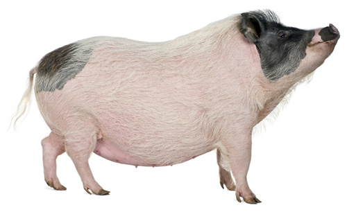 Side view of Gottingen minipig standing, studio shot