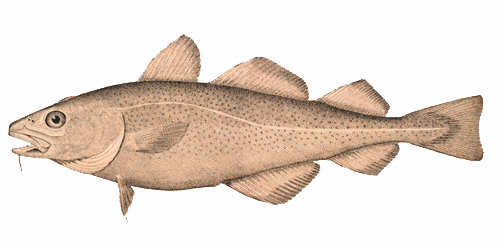Cod Fish Illustration