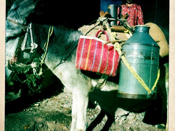 Photo of Raw Milk on Donkey
