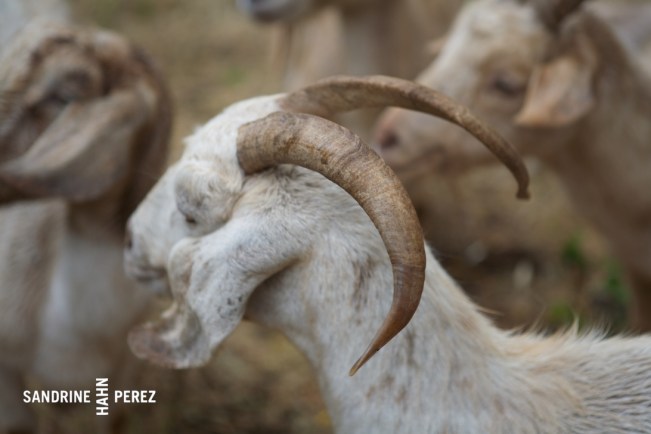 Chaffin Family Orchards 172