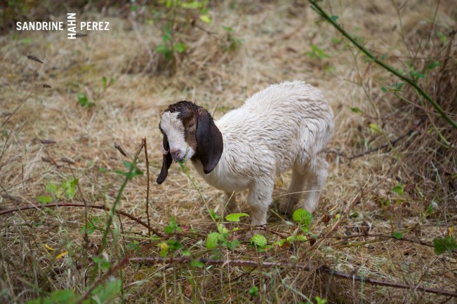 Chaffin Family Orchards 177 (1)