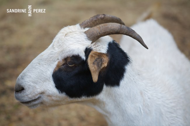 Chaffin Family Orchards 229