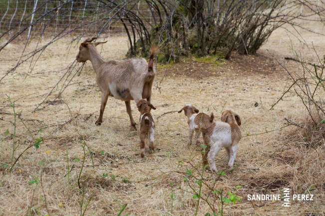 Chaffin Family Orchards 235