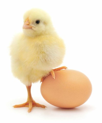 baby-chick-and-an-egg