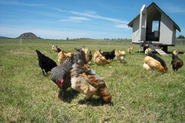 Lazy B Ranch Chickens