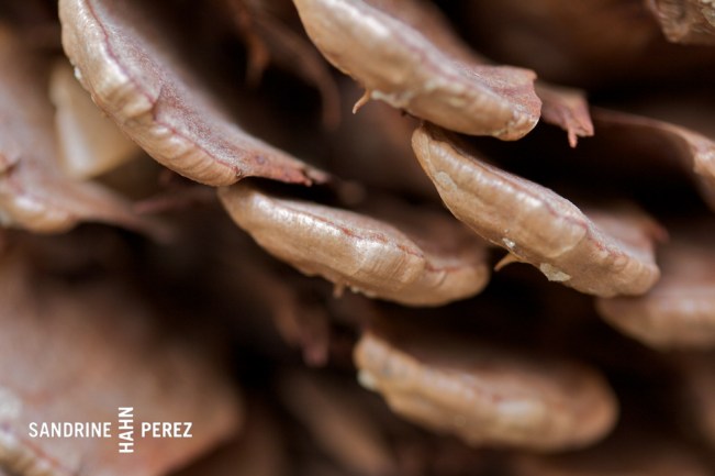 Big Bear 2010 398.jpg