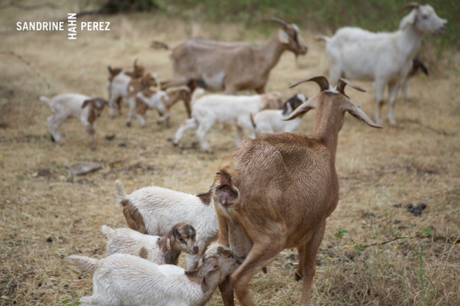 chaffin-family-orchards-157